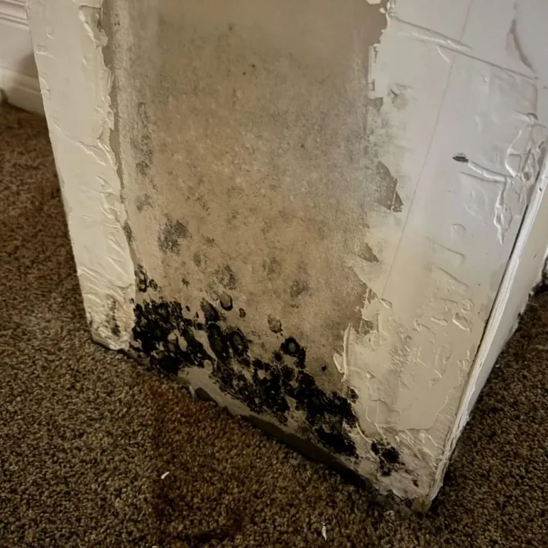 Professional Mold Removal in Leesburg, FL